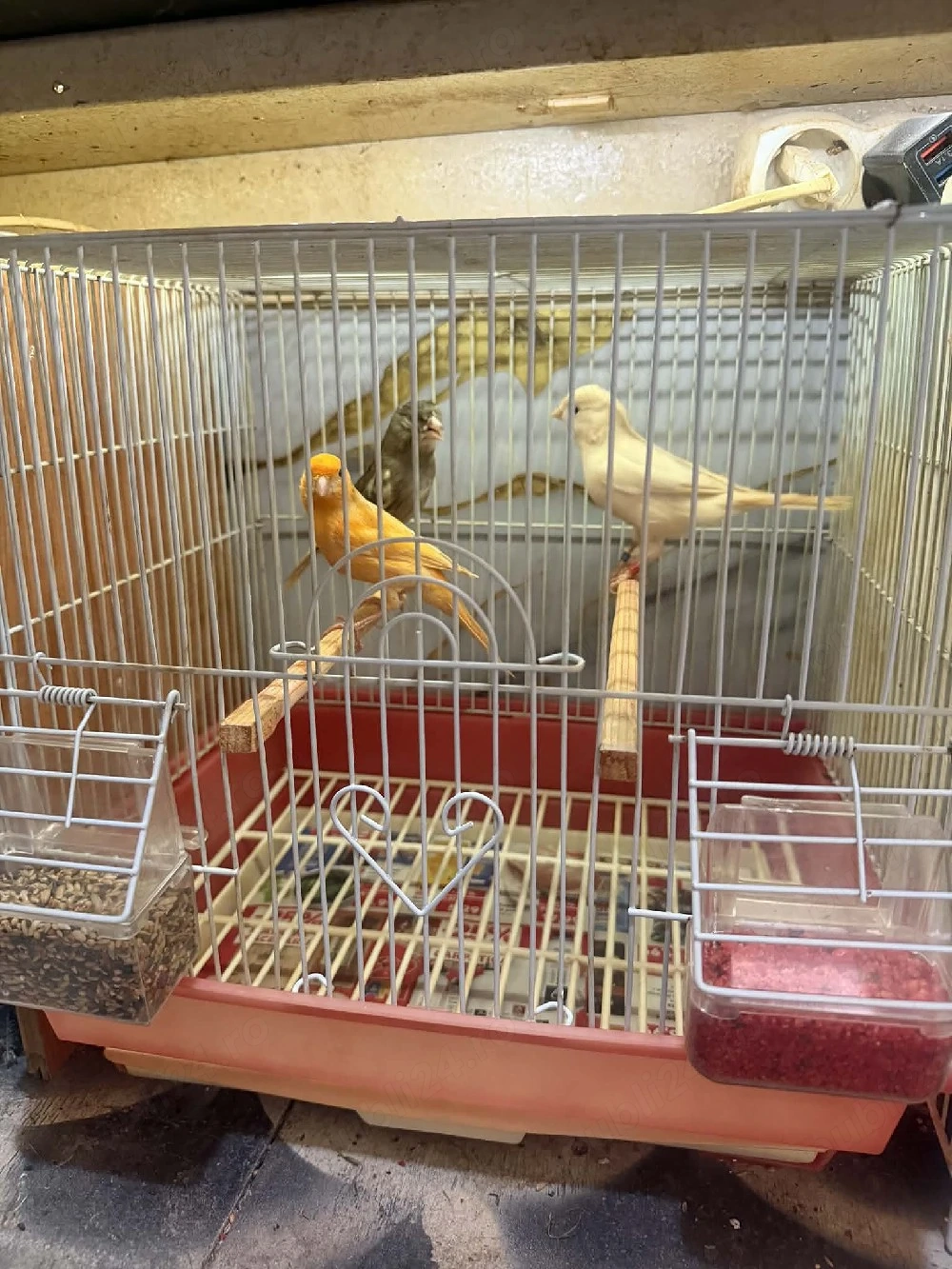 Canari timbrado și de culoare inelați masculi la furie tineri 