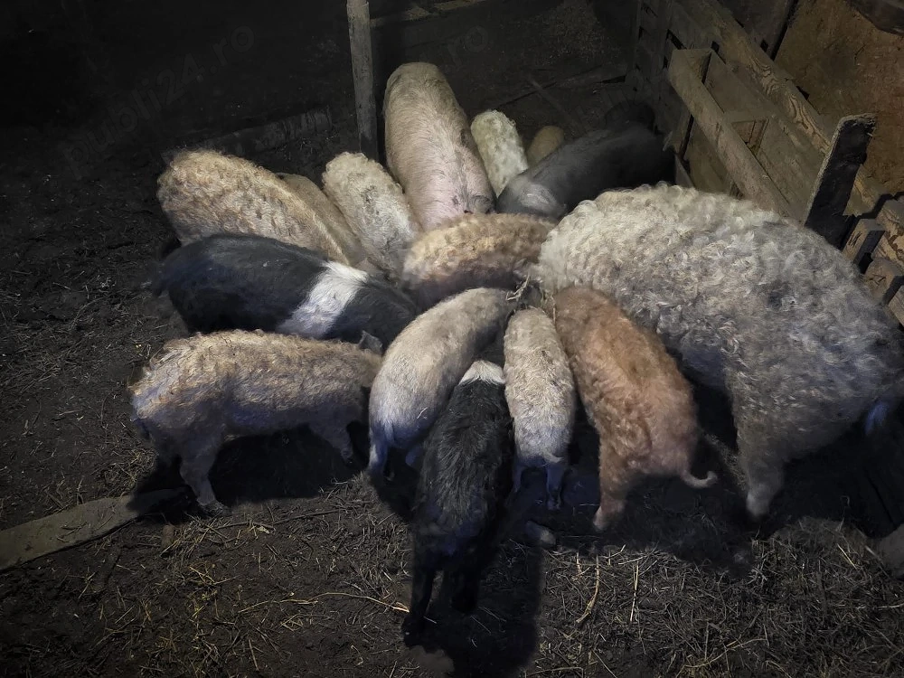 Vând purcei Mangalita 30 kg