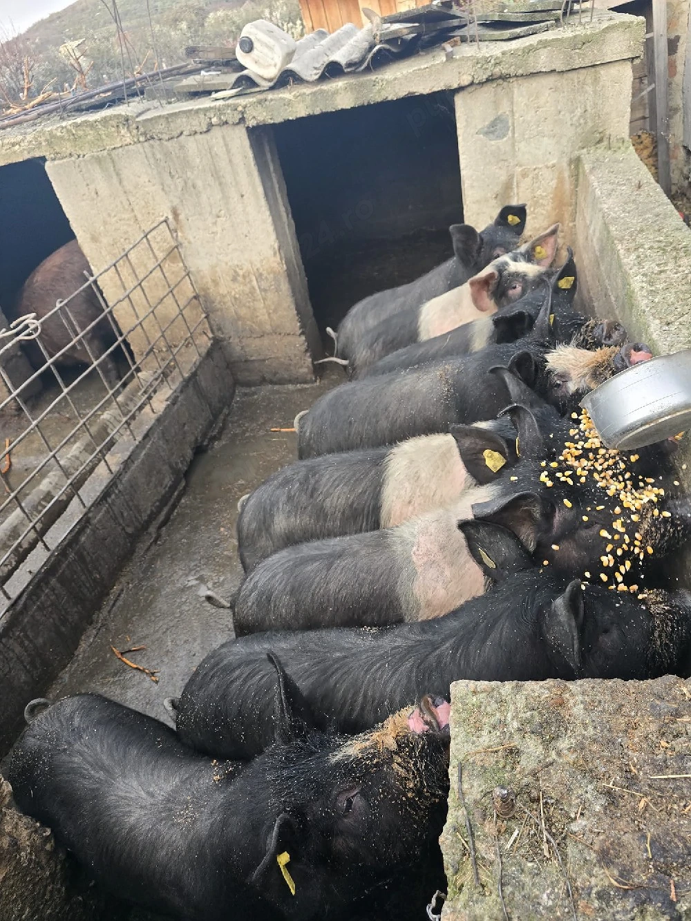 vand porci Petrean si Mangalita