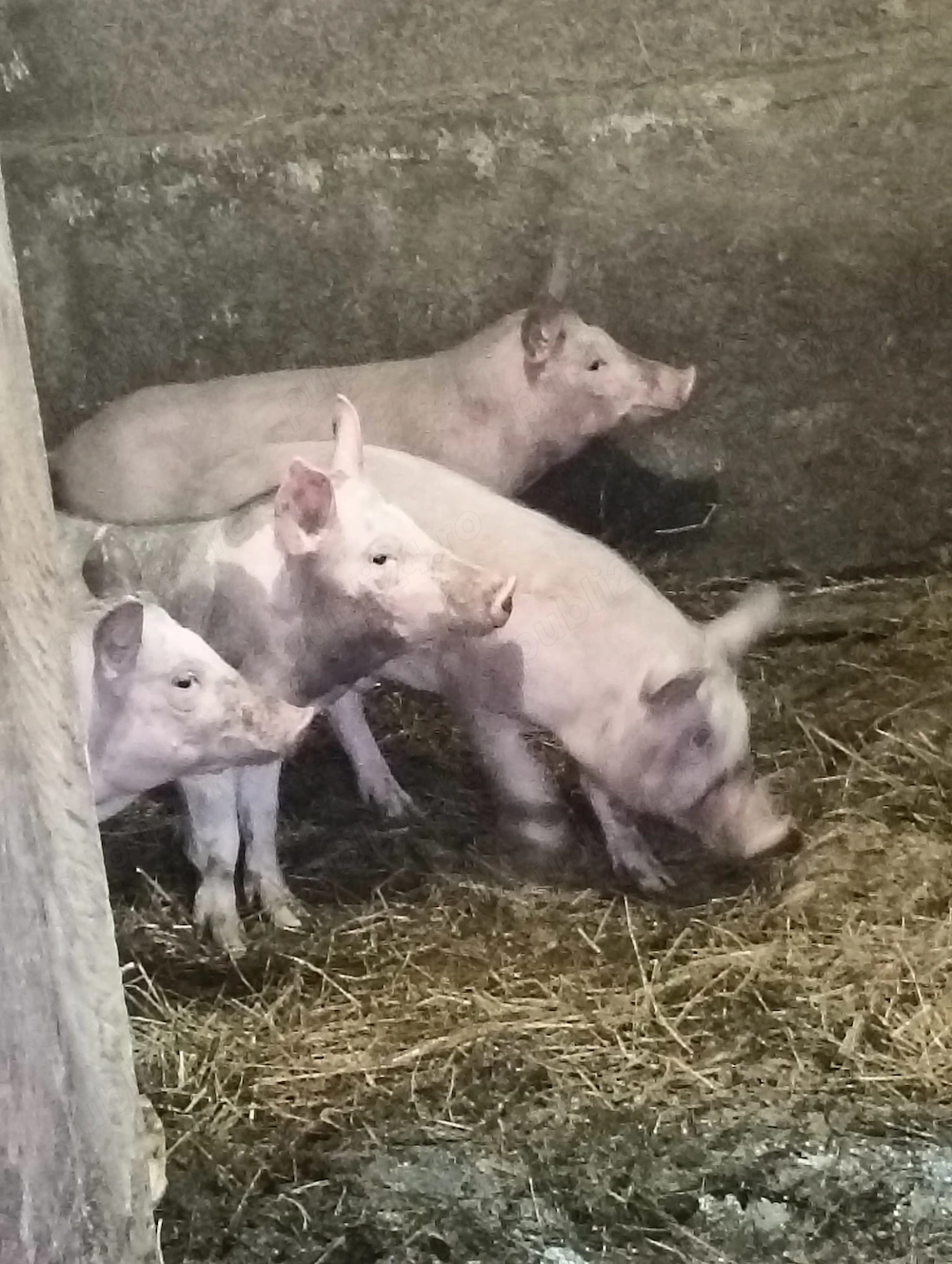 Vand purcei de 10 sapatamani