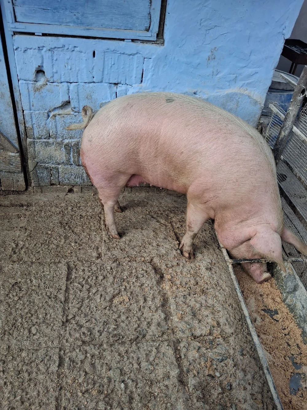 Vând un porc de 200 kg cu12 lei kg 
