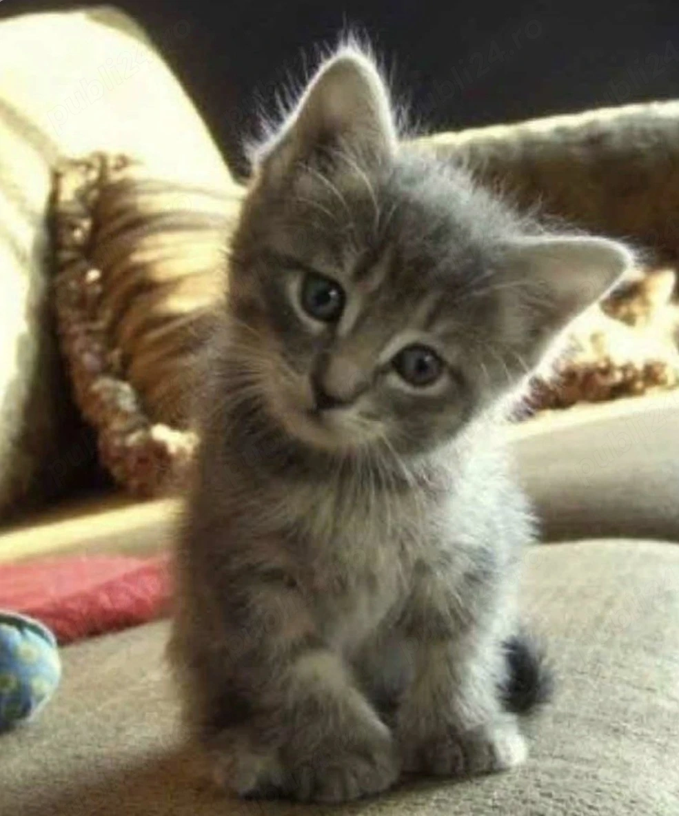 British Silver tabby