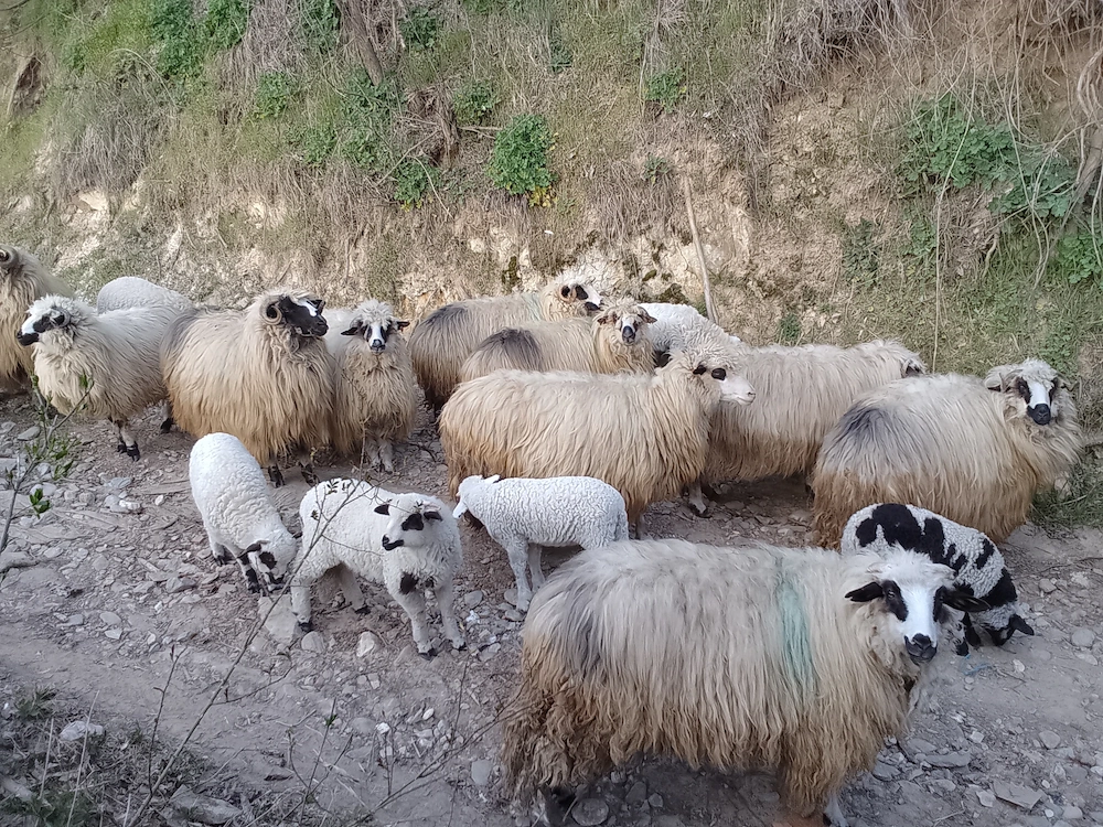 Disponibile oi cu miei