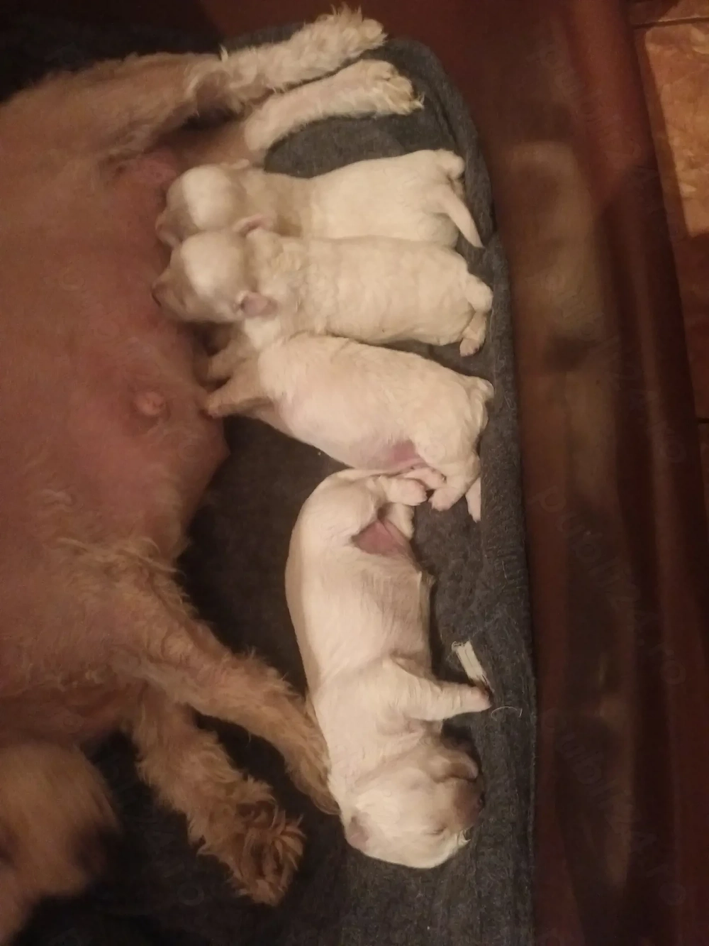 Bison maltez originali