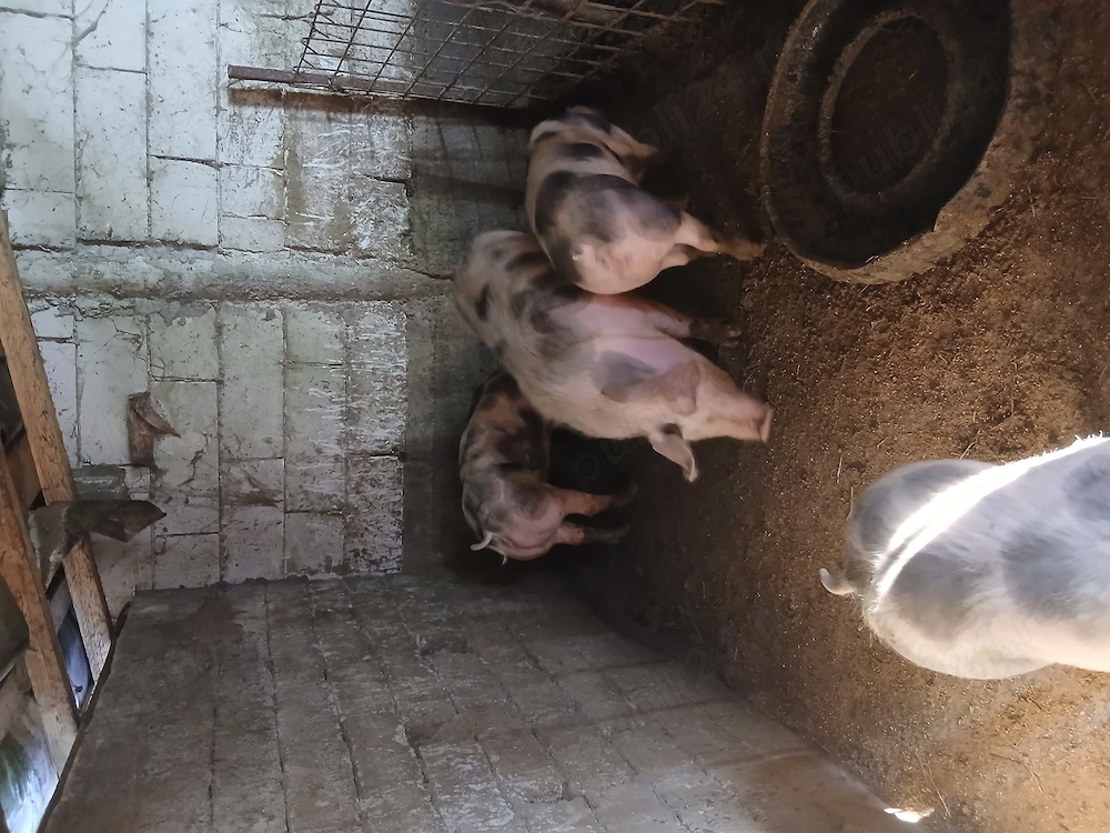 De vânzare porci între 70 si 140 de kg