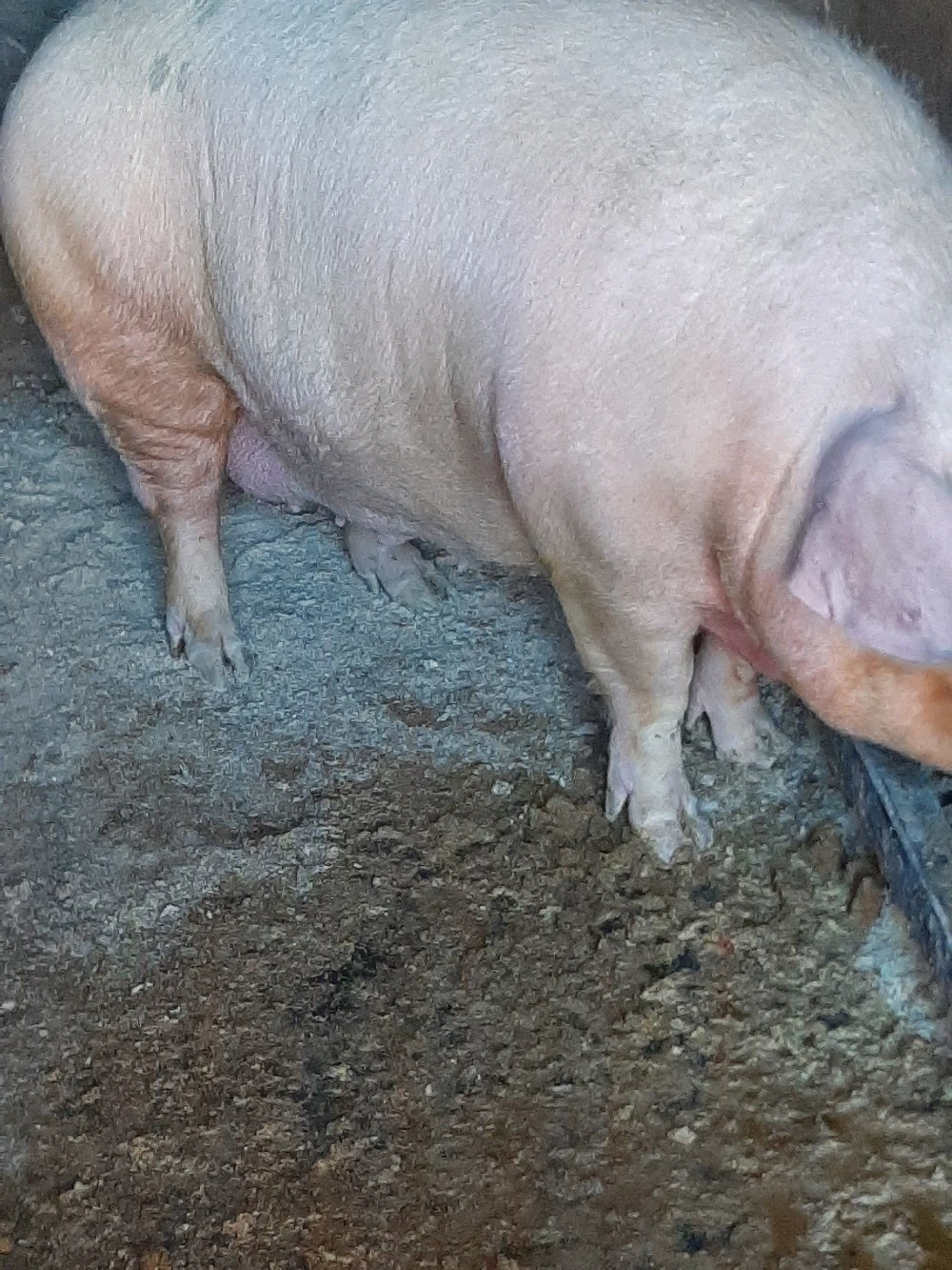 vând scroafa gestanta 