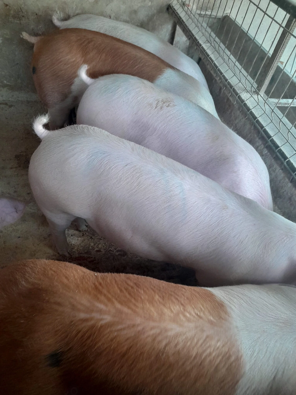 Porci de carne 120-140 kg