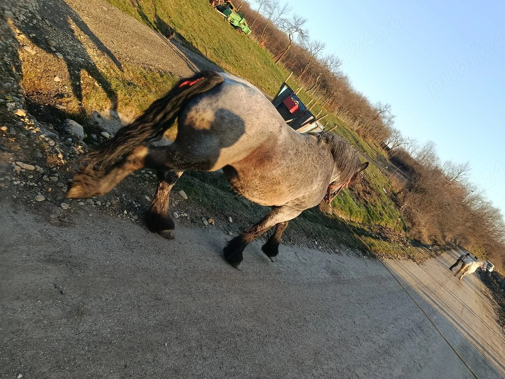 vand manza de 3 ani jumate 