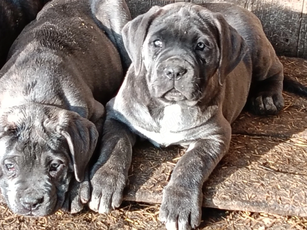 Căței cane corso cu pedigree tip A 