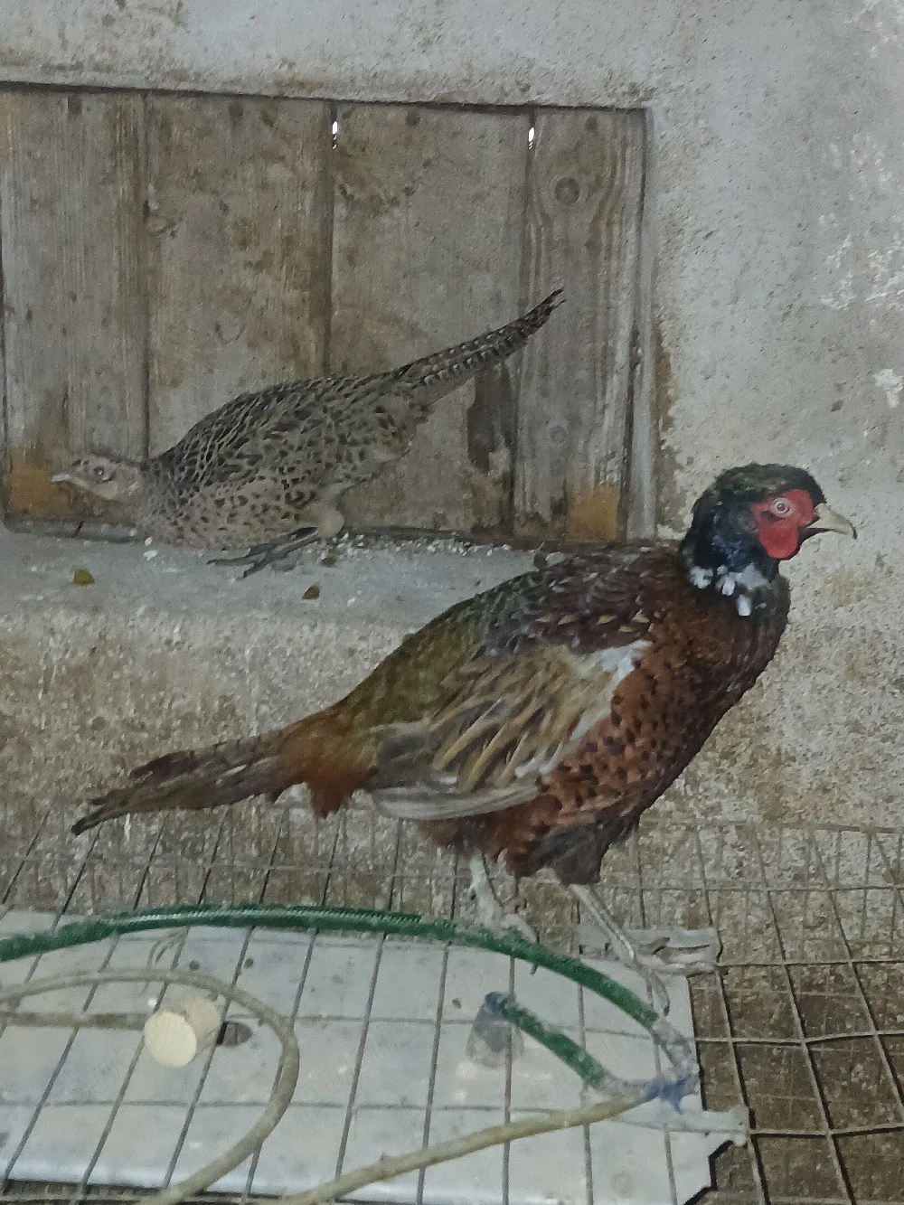 Fazani 200 pt toti 3