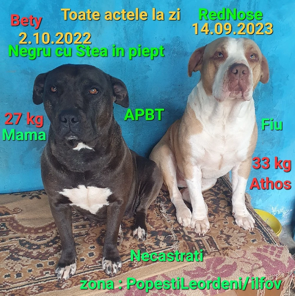 American Stafordshire