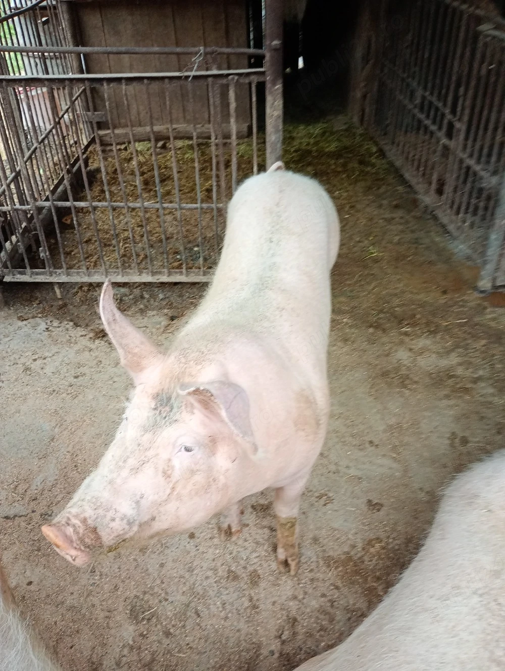 vand porc rasa carne