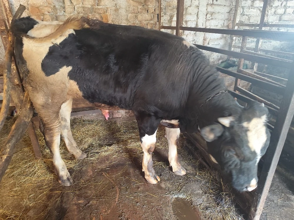 Taur pentru prasila sau consum