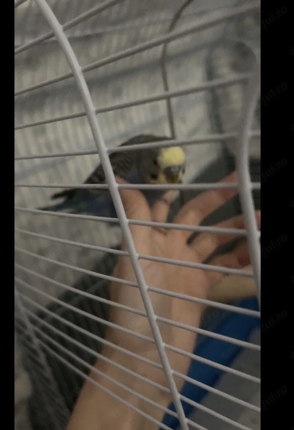 Vând perusi (pereche) 