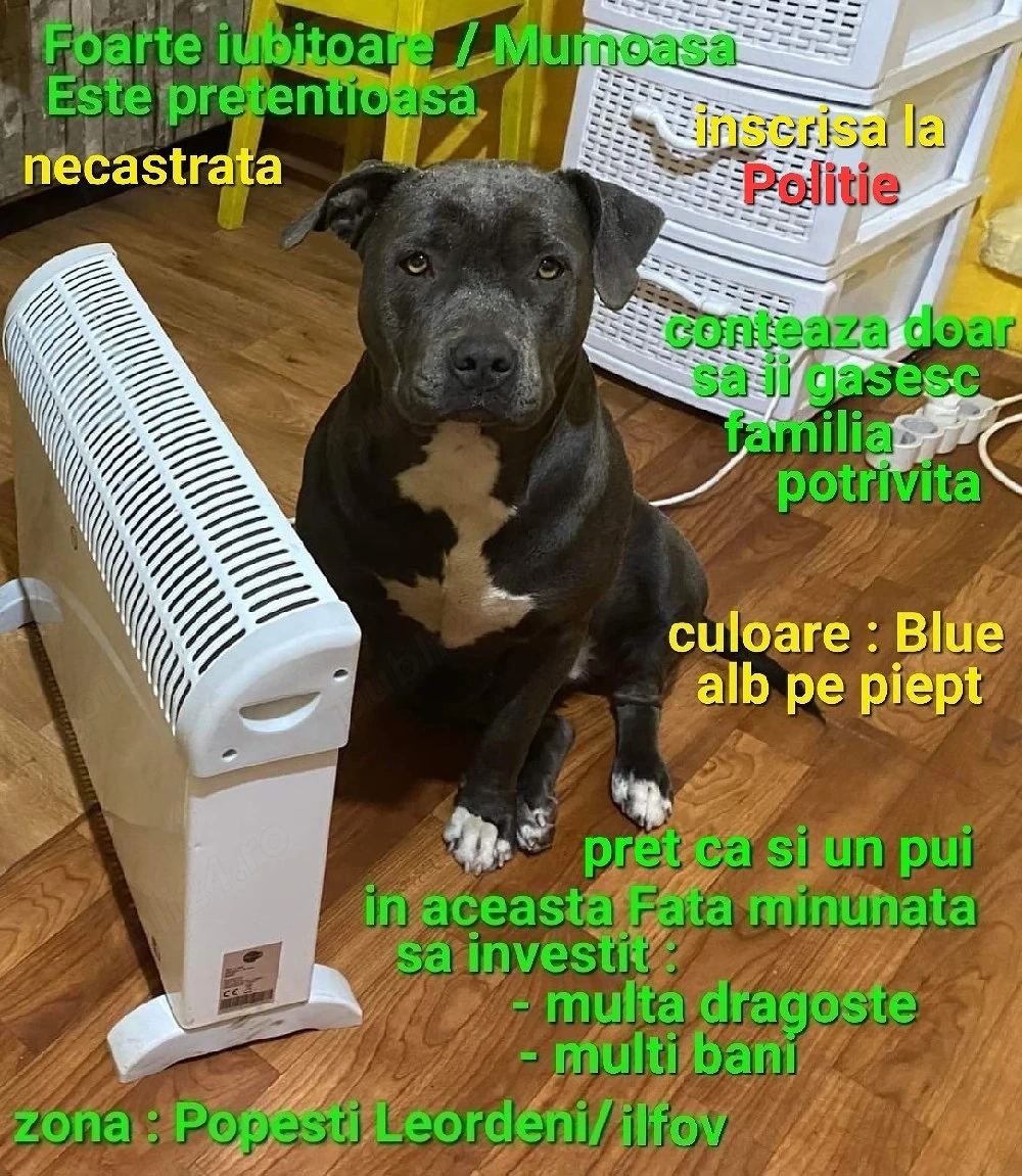Amstaff Blue doar pt.iubitori si cunoscatori