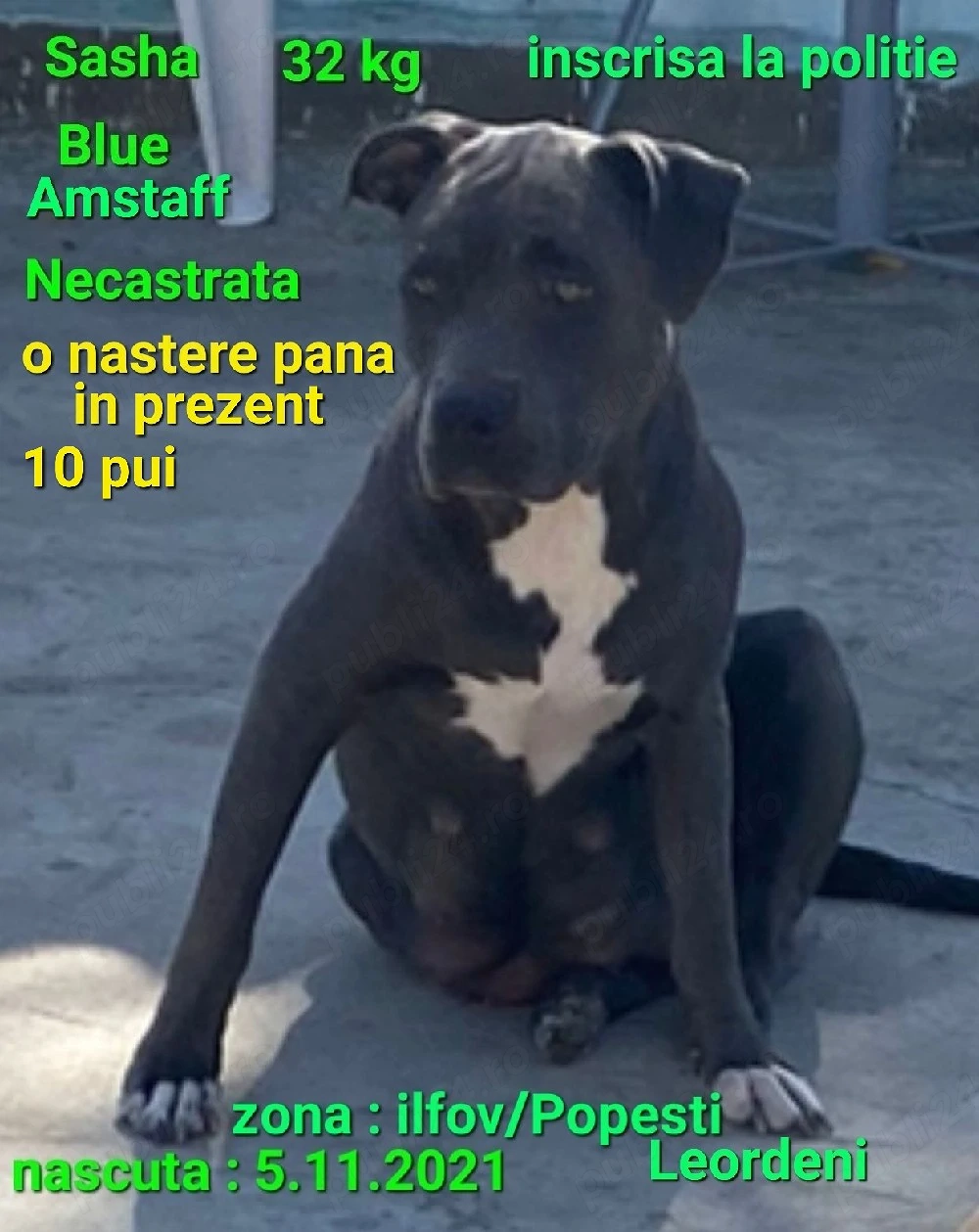 Amstaff Blue pentru iubitori si pretentiosi 