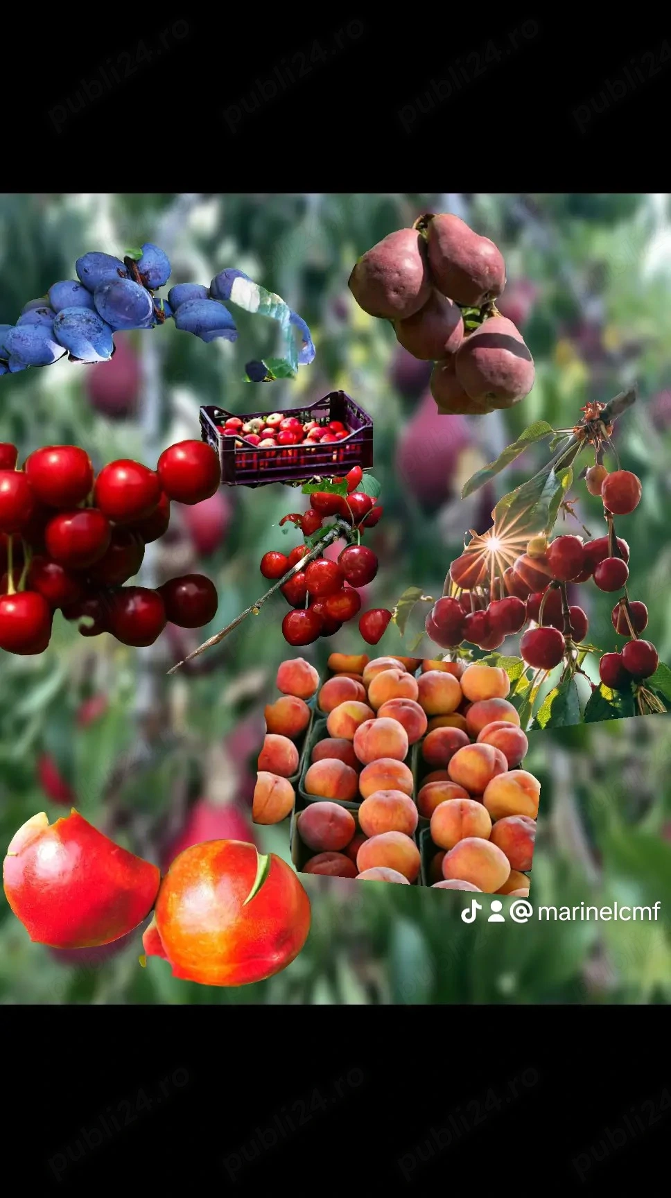 Caut personal pt Spania în agricultură 