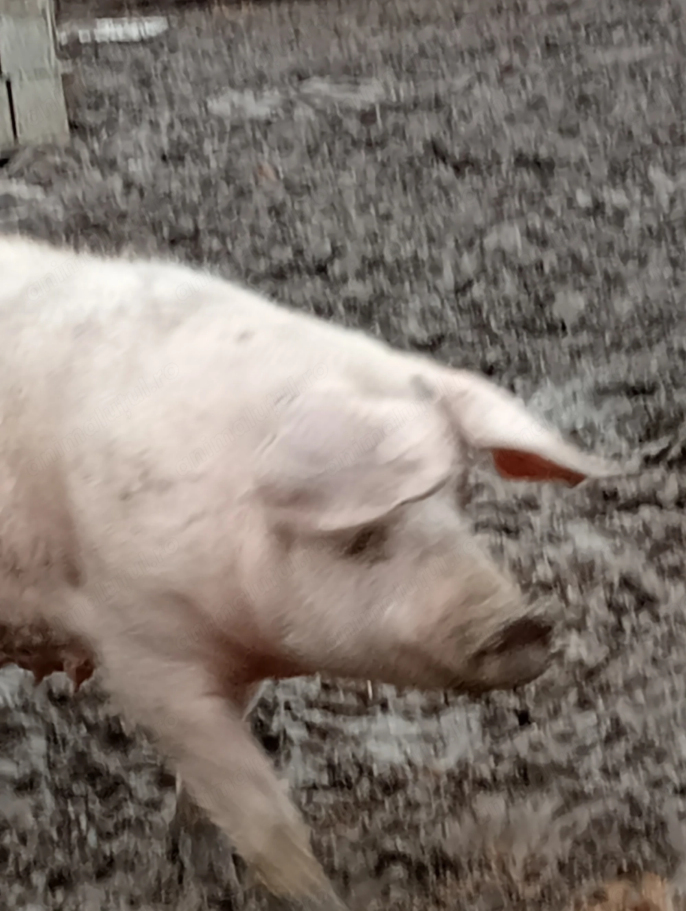 La vanzare 2 scroafe gestante si un ger