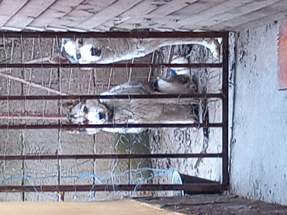 Husky Siberian-Lord, mascul în vârstă de 2,5 ani