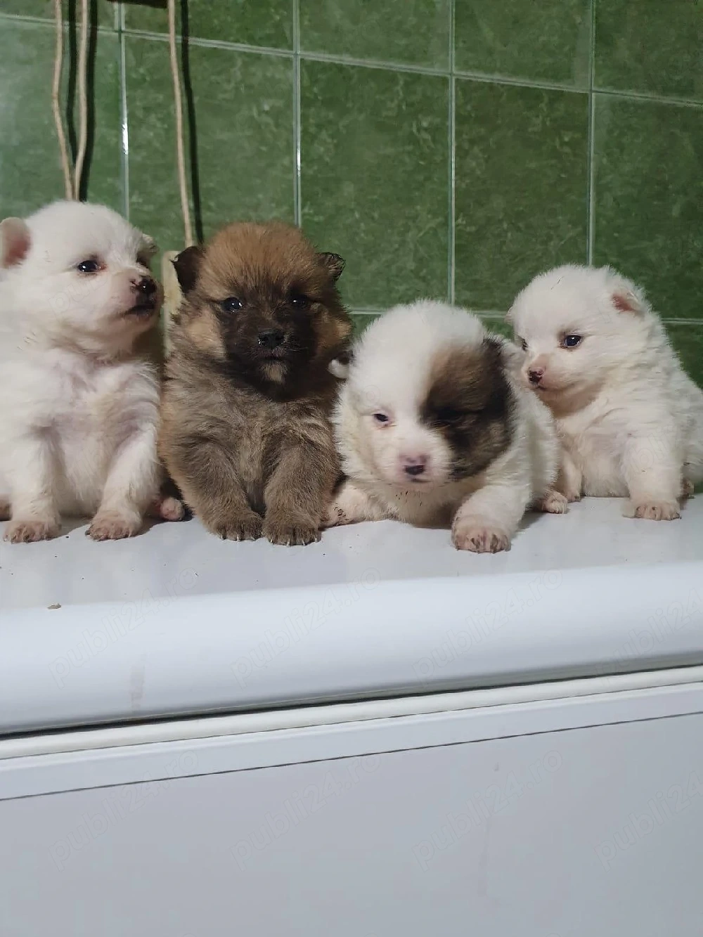 pomerian mini toy