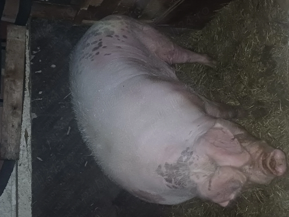 animalele de vânzare preț bun