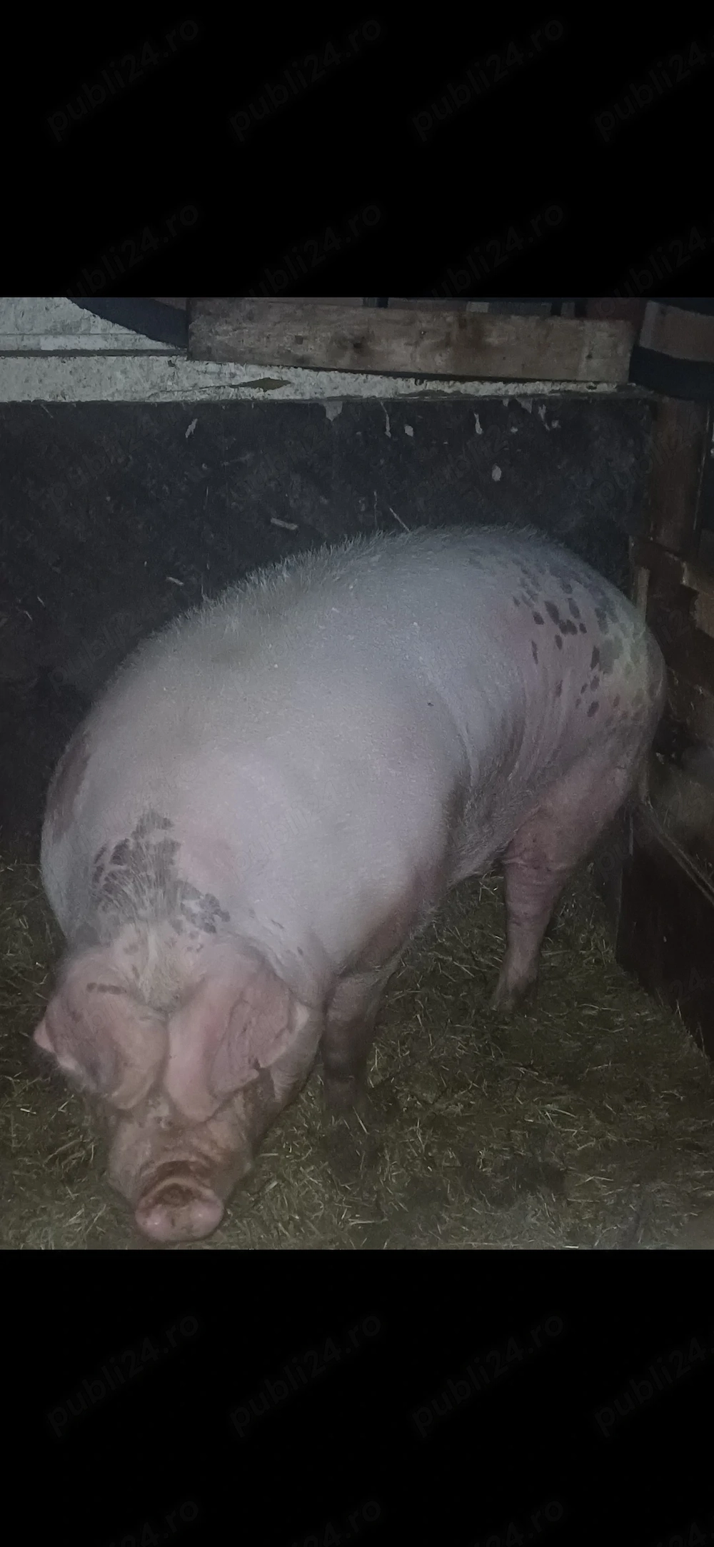 scrofă mare de carne 11 kilogramu 