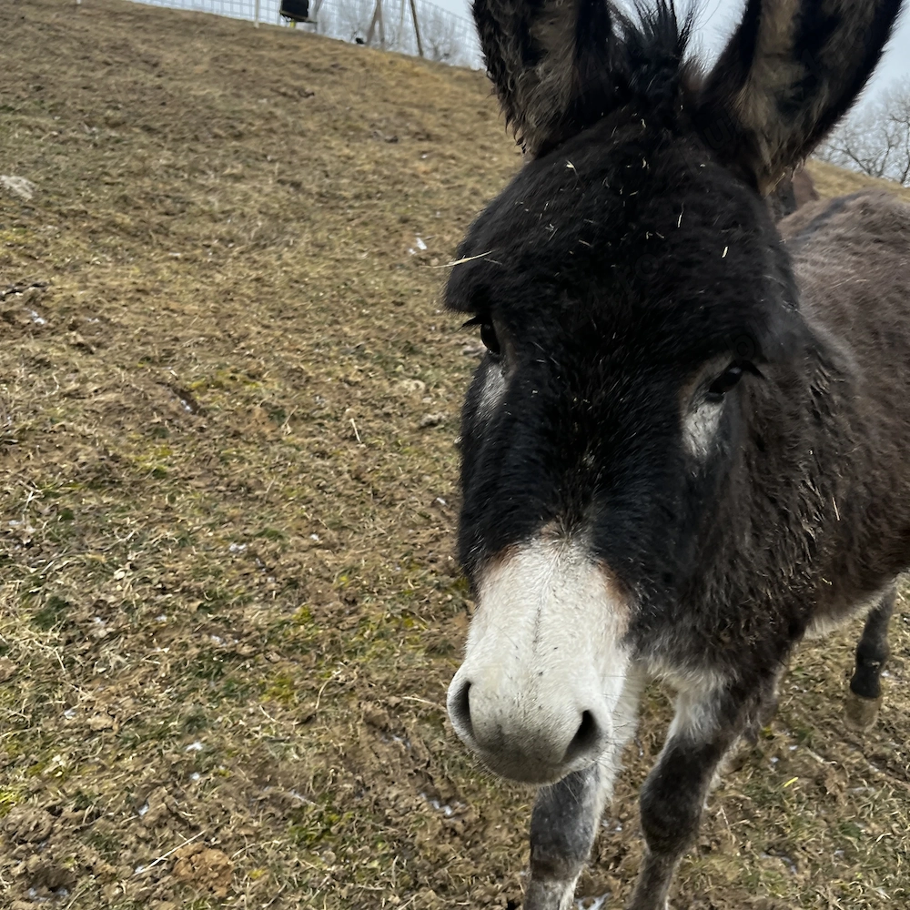 Vînd două măgăriță 