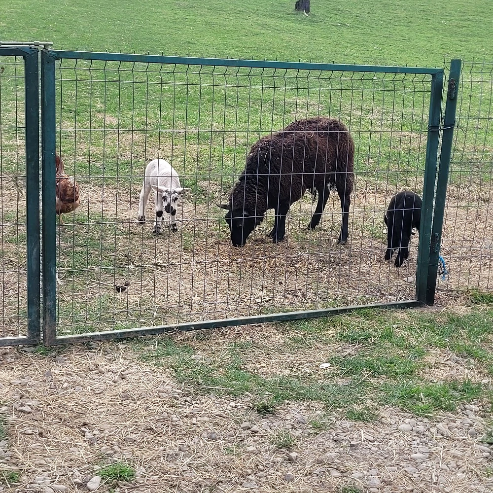 vand sau schimboie texel la 2 fatare cu doi miei