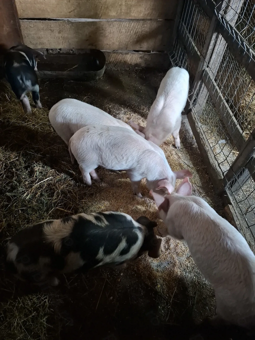 Vand purcei disponibil un singur baiat alb.