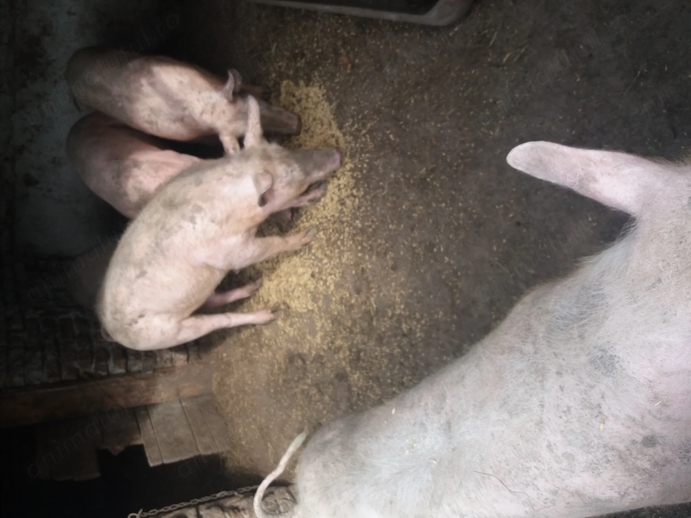 Disponibili 90 kg...