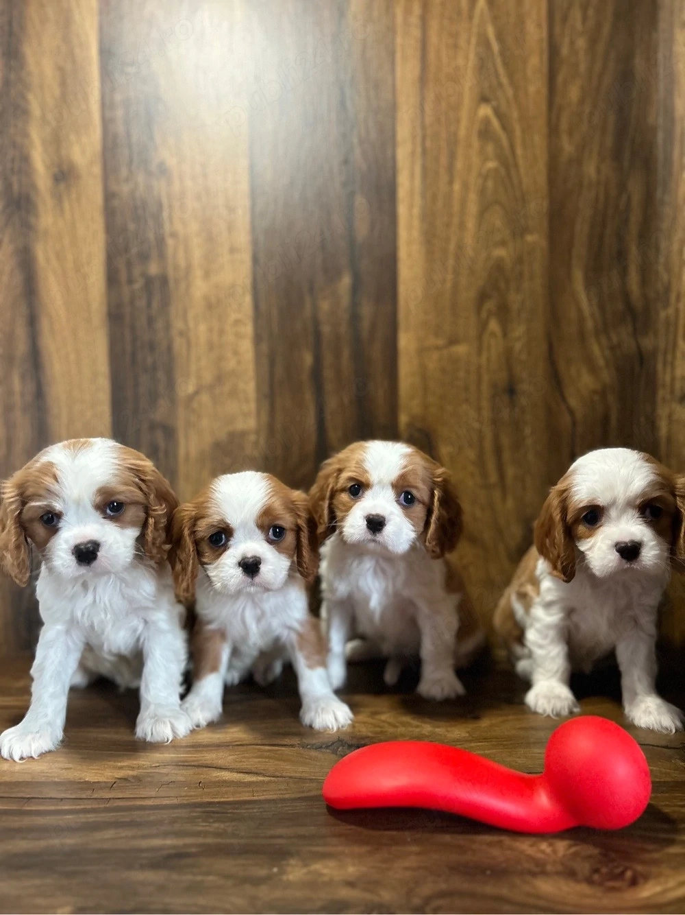 Cavalier King Charles de culoare bicolor cu parinti cu pedigree