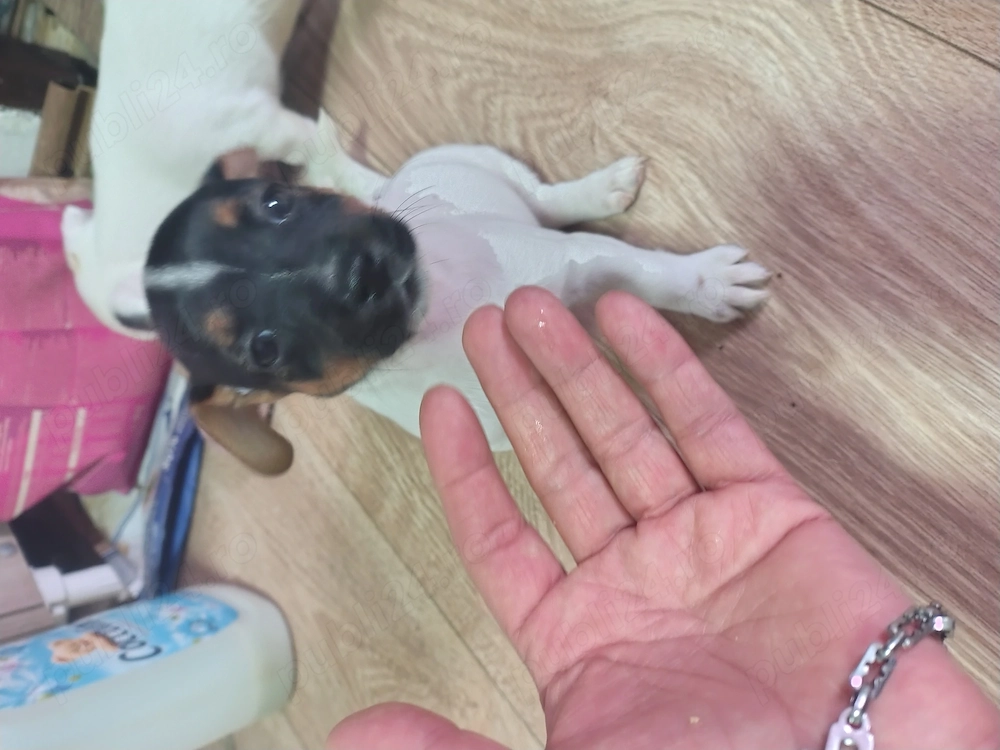Jack Russell terrier tricolori si bicolori vaccinati 