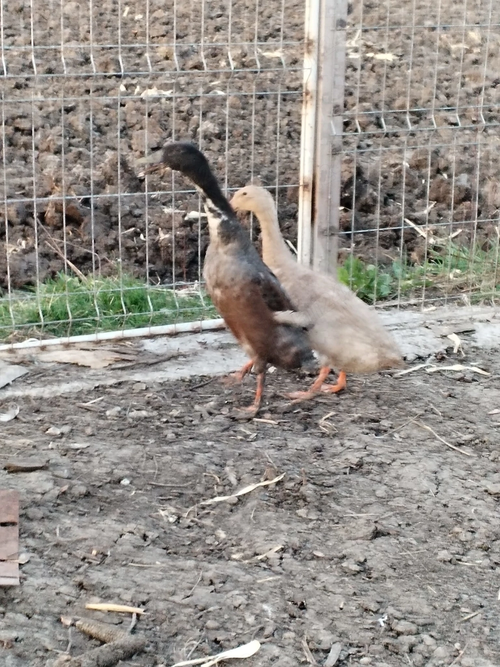 Rațe alergătoare indiene 