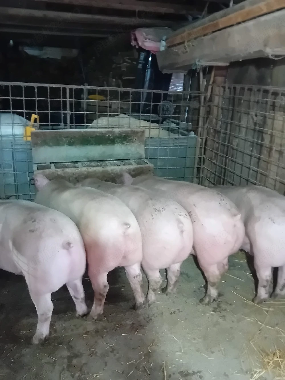 Disponibili porci de carne