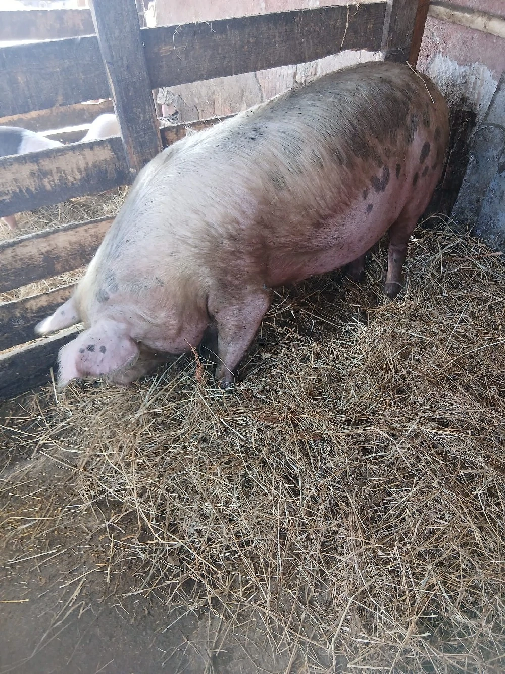 De Vânzare scrofă gestantă de 11 săptămânii 