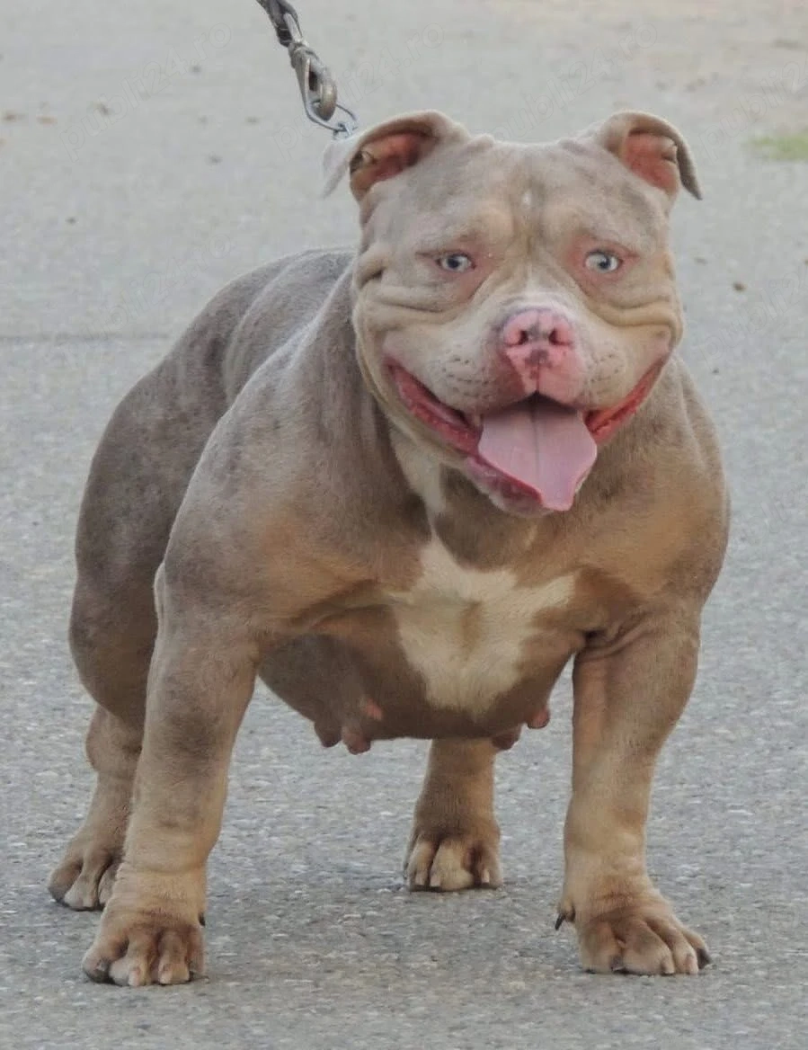 American bully 2 femele și 1 mascul maturi 
