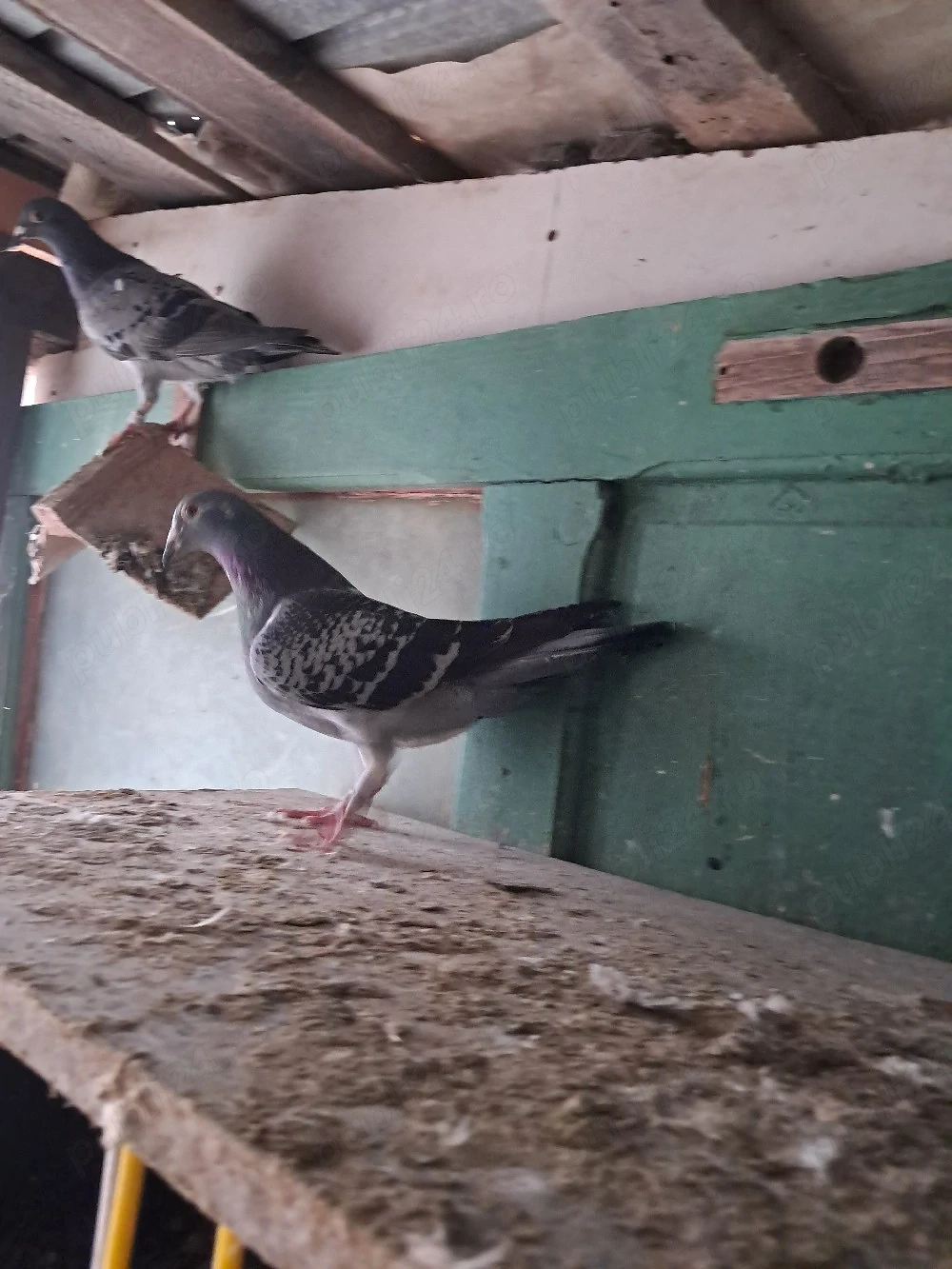 Vand schimb porumbei de fond si maraton