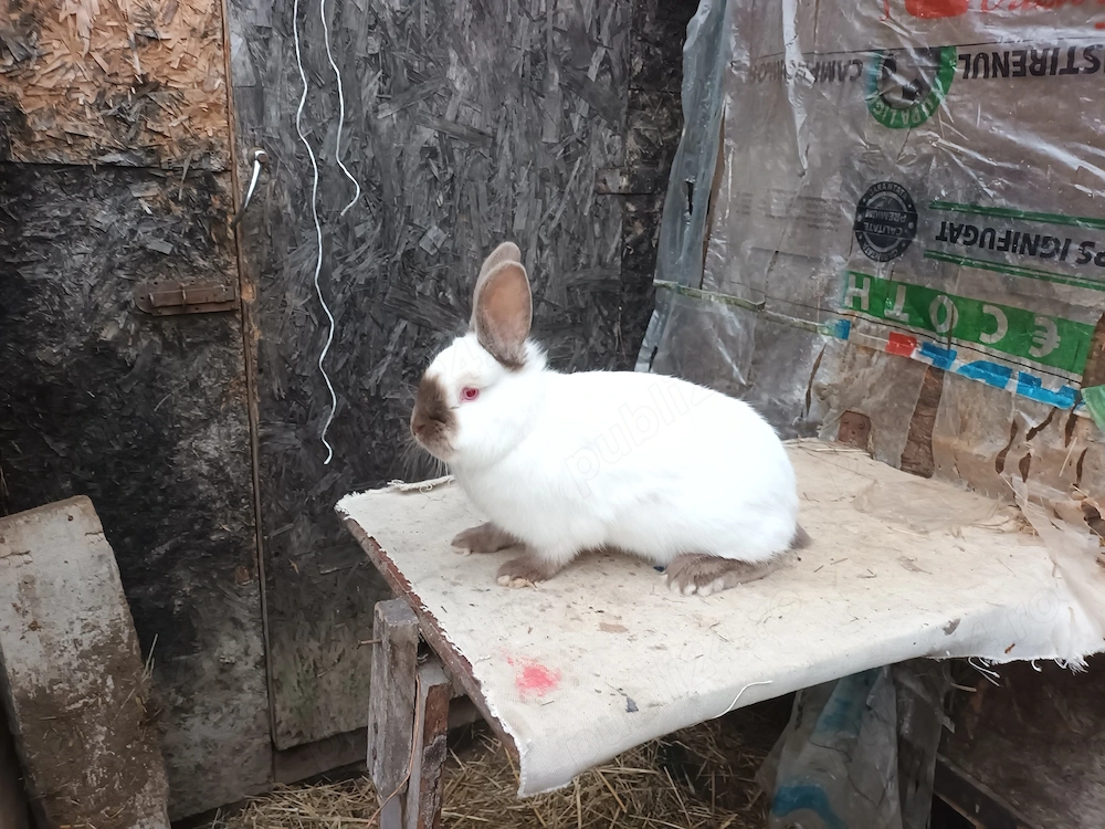 Masculi californian și o femela  la 4 luni  disponibil in PH mesaj pt mai multe detalii