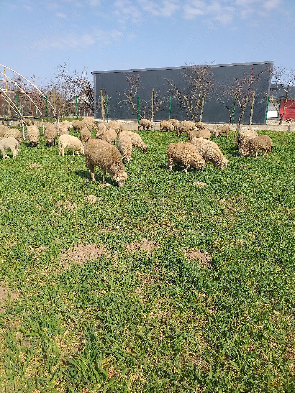 de vânzare 83 de capete și 35 de miei 