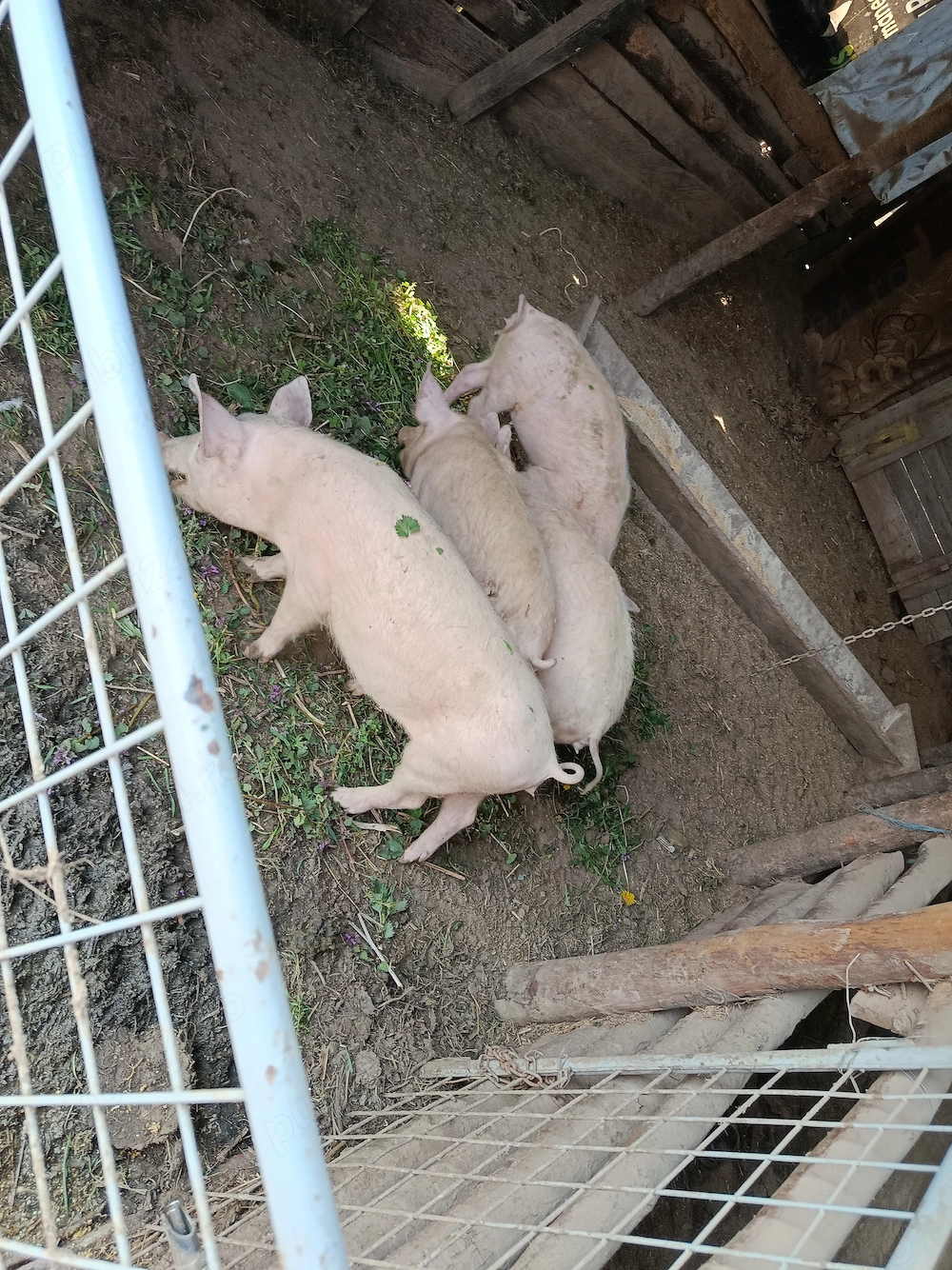 4 purcei de vânzare 400 buc 3 luni jumate 