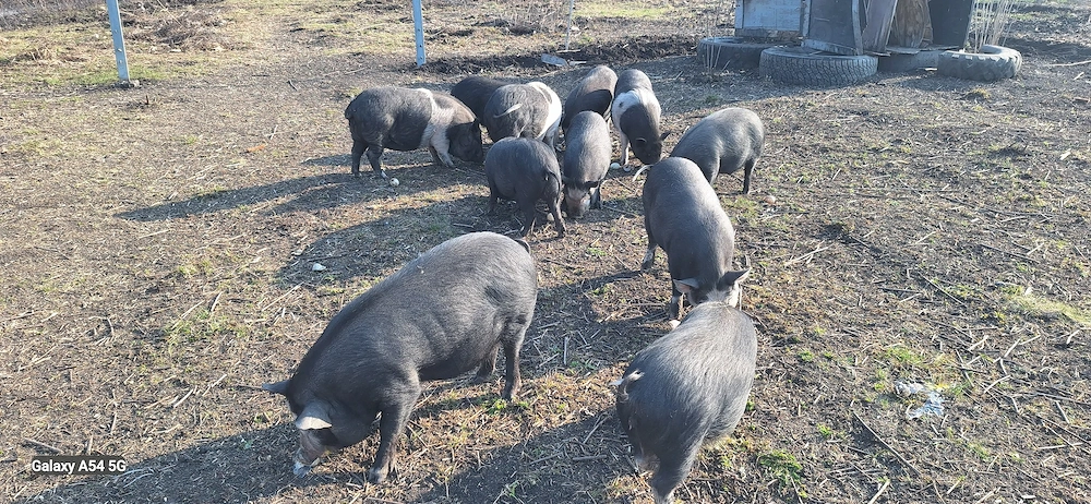 Purcei, godani de vanzare