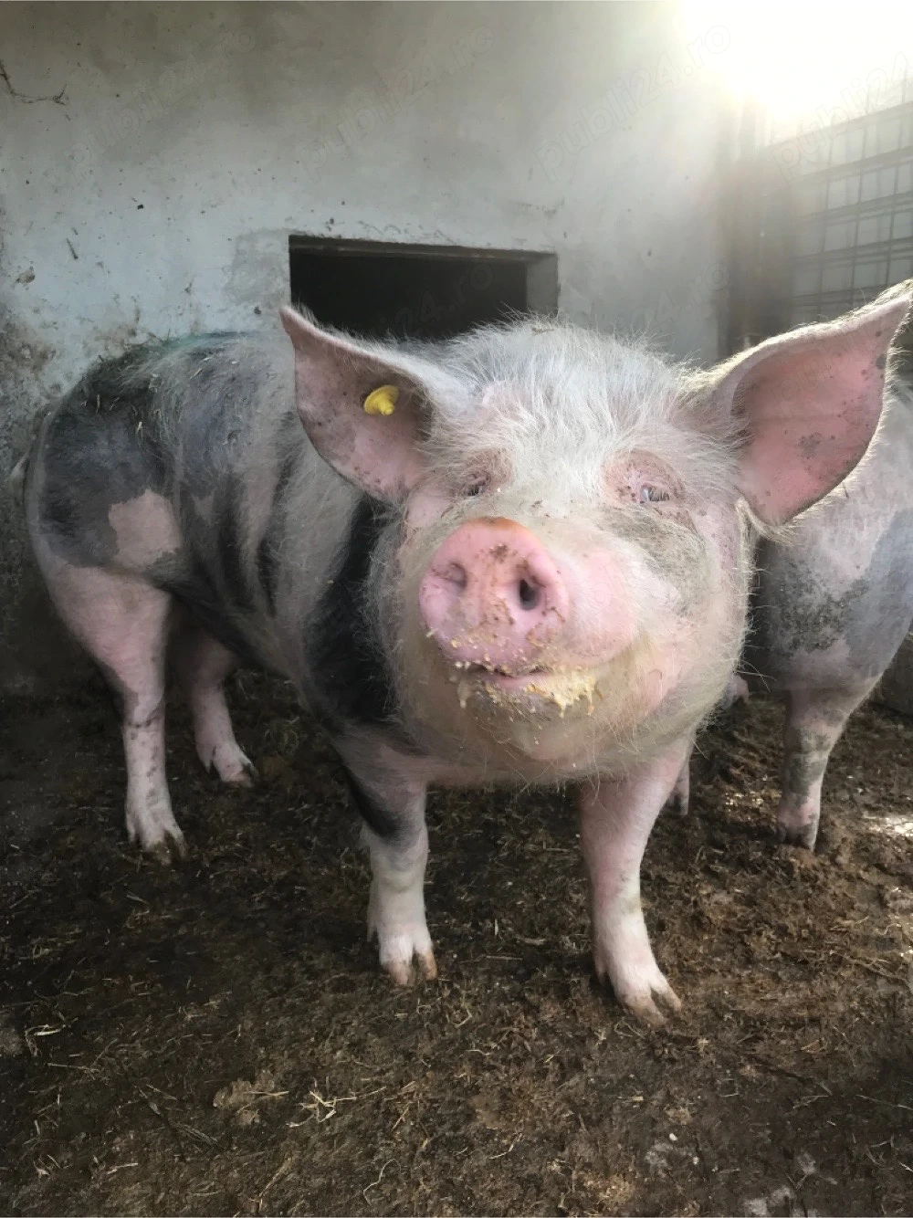 Porc si scrofita Pietran