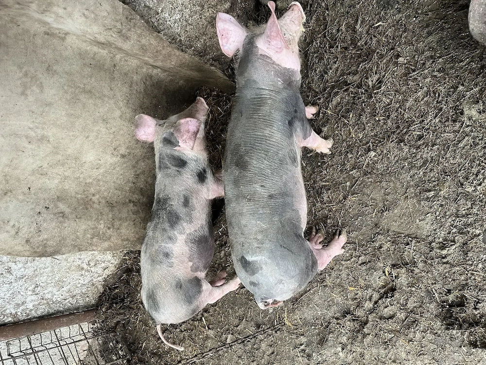 Vând purcei 25-30kg