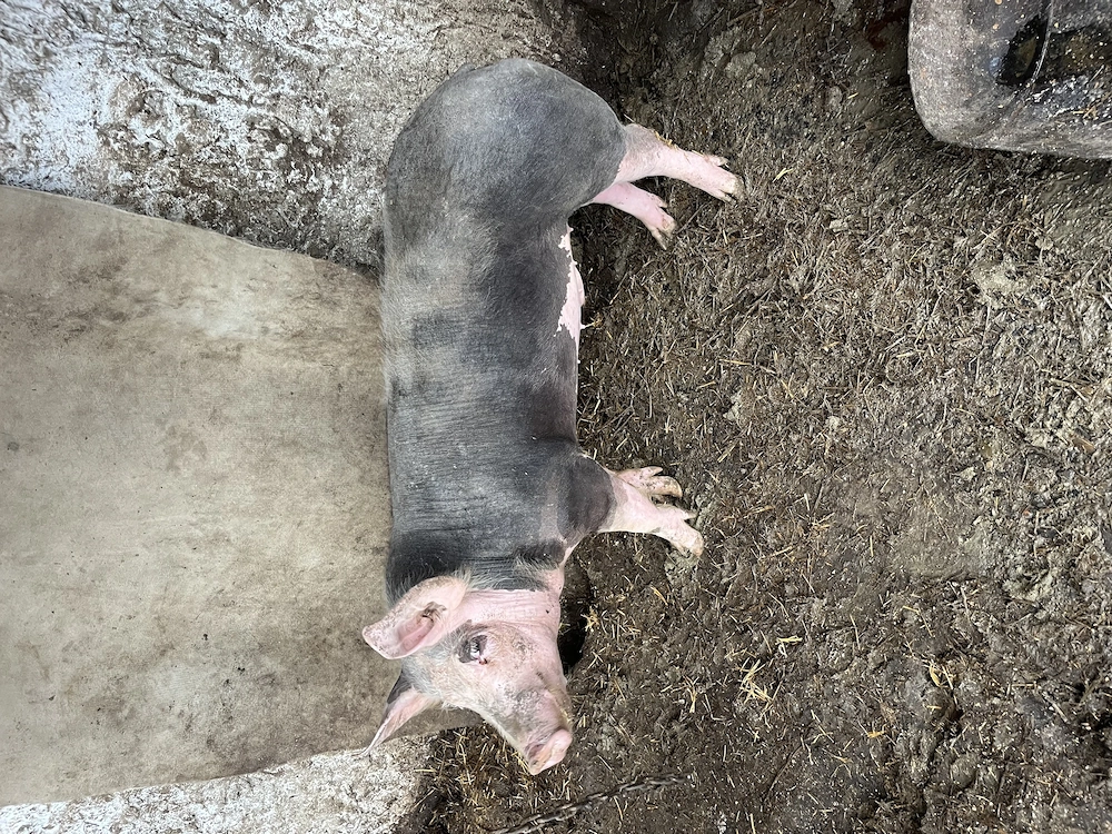 Vieruș pietran 60 kg