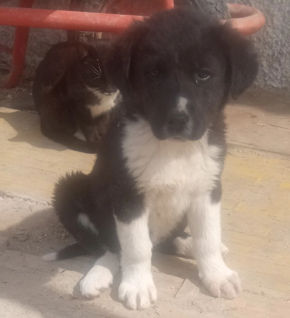 ciobanesc de bucovina 