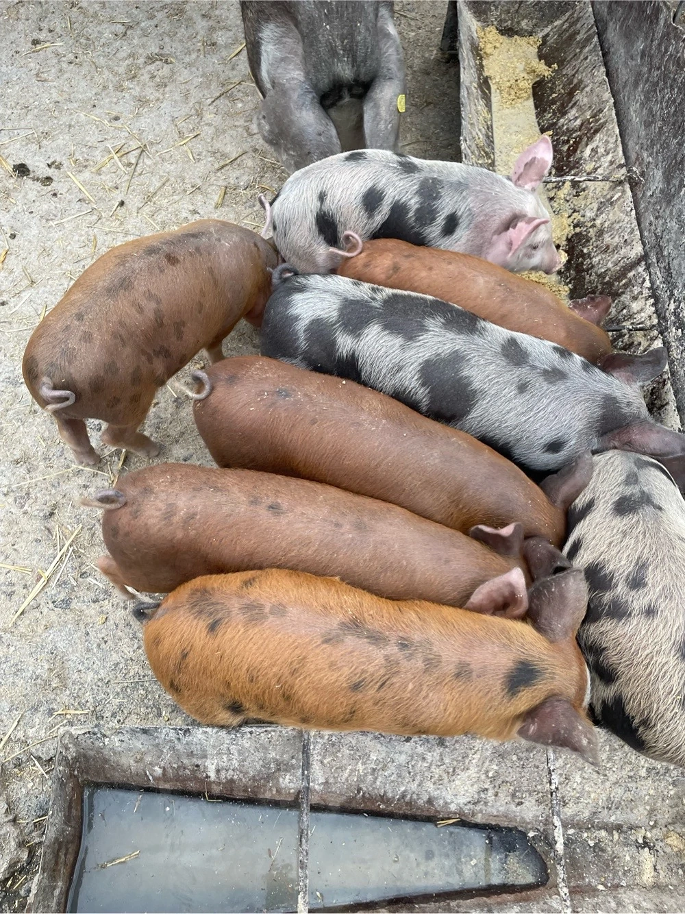 Vand 8 purcei de 7 saptamani