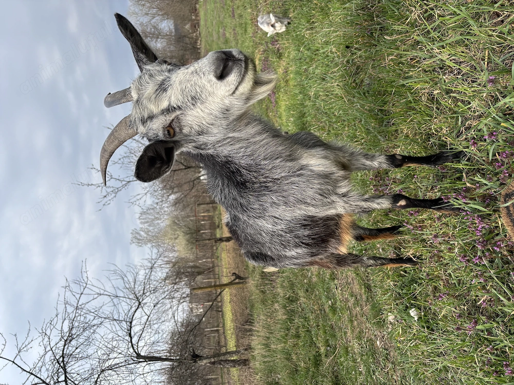 Capră carpatină + iadă