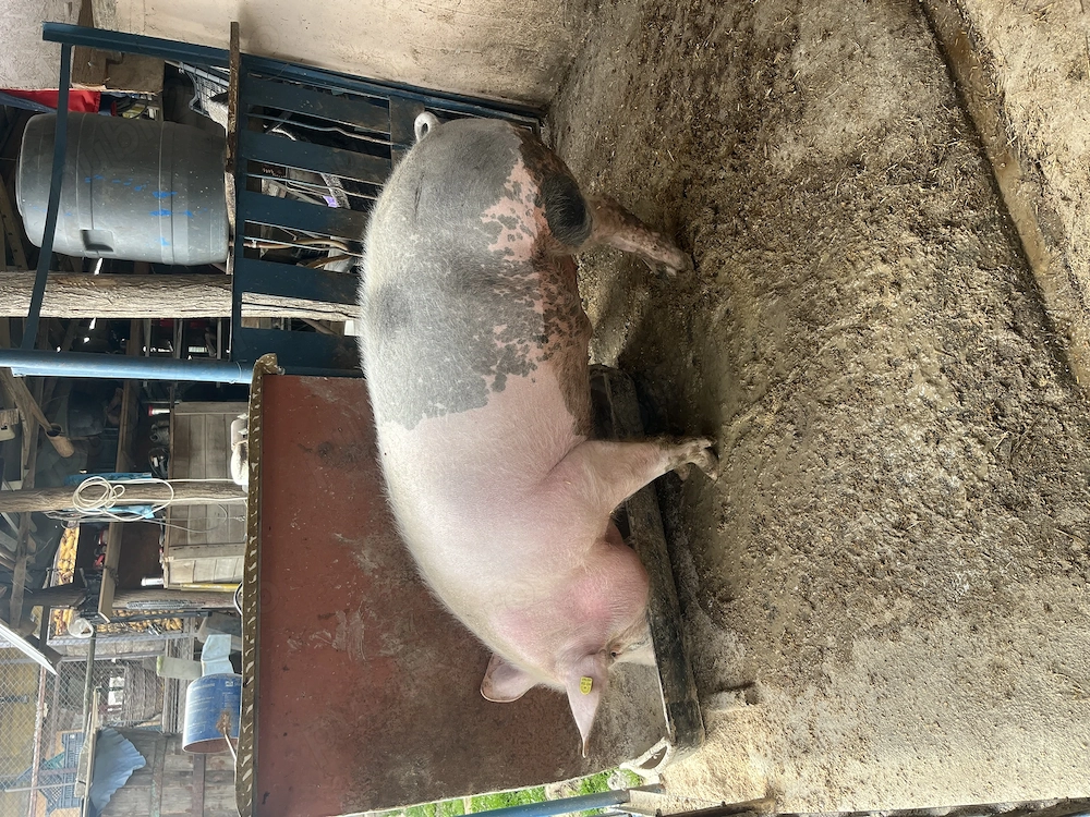 Vand porc pietrain, are APROXIMATIV 160 de kg