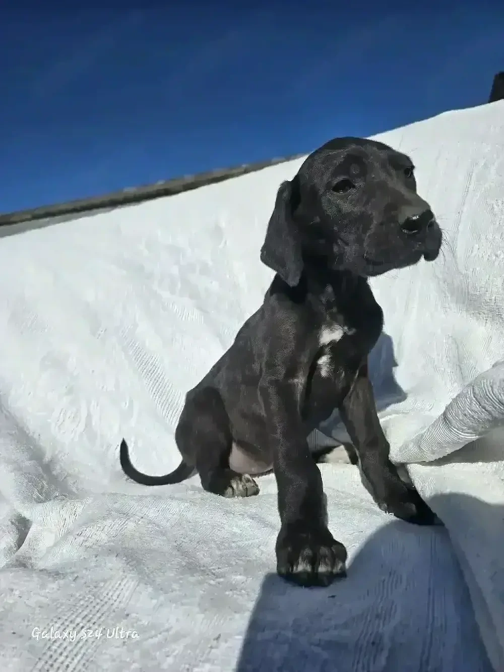 Dog German 