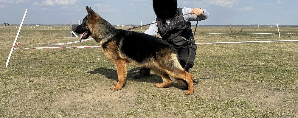 Femela Ciobănesc German 